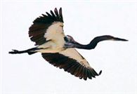 Bagula Bird