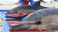 Hundreds of dead dolphins wash ashore in Peru