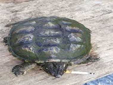 Chinese turtle