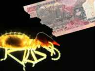 Termites Eat Into Chinese Woman s Savings