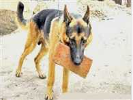 'Tiger' is carries bricks to create Temple