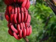 Amazing red colored banana found in Australia
