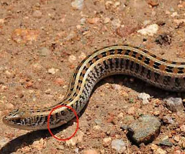snakes used to have arms and legs until these mutations
