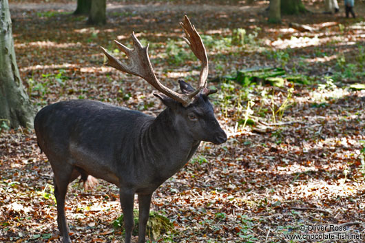 black deer