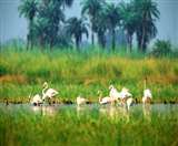 14_11_2020-sura_sarovar_wetland_21060711_s 14_11_2020-sura_sarovar_wetland_21060711_s