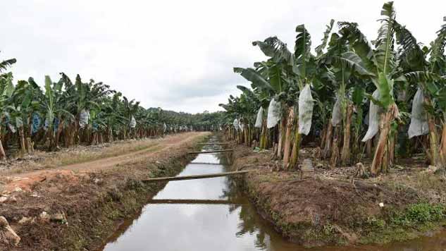 दस साल बाद नसीब नहीं होगा केला - Bananas could be extinct in five years