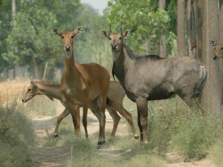 bluecow 201739 23259 09 03 2017