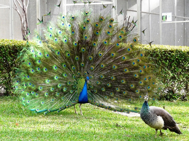 Interesting Fact About The National Bird Peacock