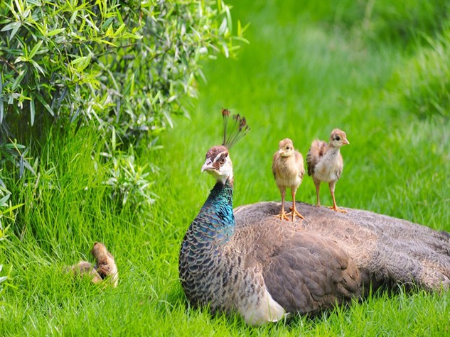 Interesting Fact About The National Bird Peacock