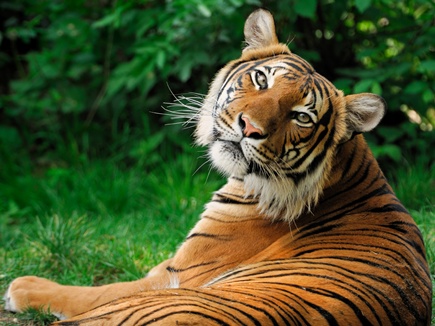 tiger 2017315 233343 15 03 2017