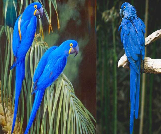 Rare species of blue Parrot in Mexico