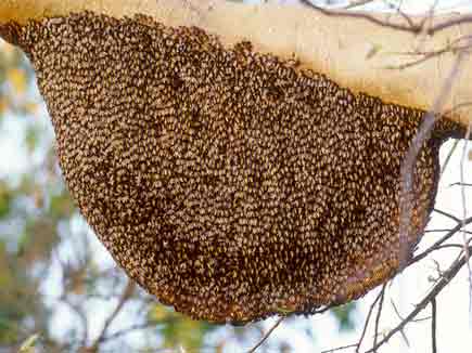 increase in crop yields from beekeeping