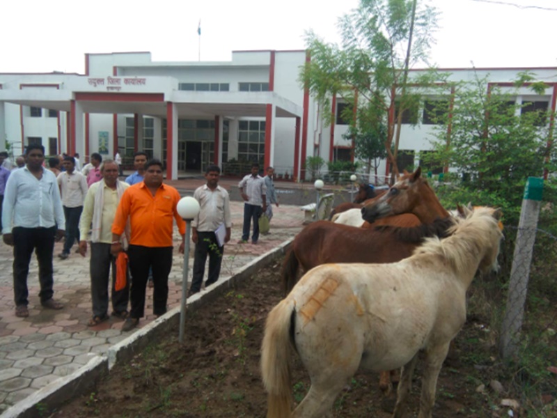 Burhanpur Video : à¤à¤¬ à¤à¥à¤¡à¤¼à¥à¤ à¤à¥ à¤ªà¤à¤¡à¤¼à¤à¤° à¤à¤²à¥à¤à¥à¤à¥à¤°à¥à¤ à¤²à¤¾à¤ à¤à¤¿à¤¸à¤¾à¤¨, à¤¬à¤¡à¤¼à¤¾ à¤¦à¤¿à¤²à¤à¤¸à¥à¤ª à¤¹à¥ à¤®à¤¾à¤®à¤²à¤¾