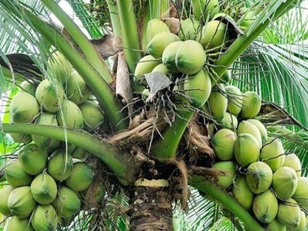 नारियल à¤à¤¾ à¤à¤ पà¥à¥ à¤à¤ वरà¥à¤· मà¥à¤ दà¥à¤¤à¤¾ हॠ50 हà¤à¤¾à¤° रà¥à¤ªà¤, à¤à¤¸à¥ बढ़à¥à¤à¥ हरित à¤
रà¥à¤¥à¤µà¥à¤¯à¤µà¤¸à¥à¤¥à¤¾