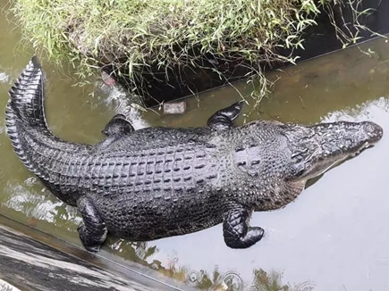 Scientist eaten alive by 17ft killer crocodile after being dragged ...