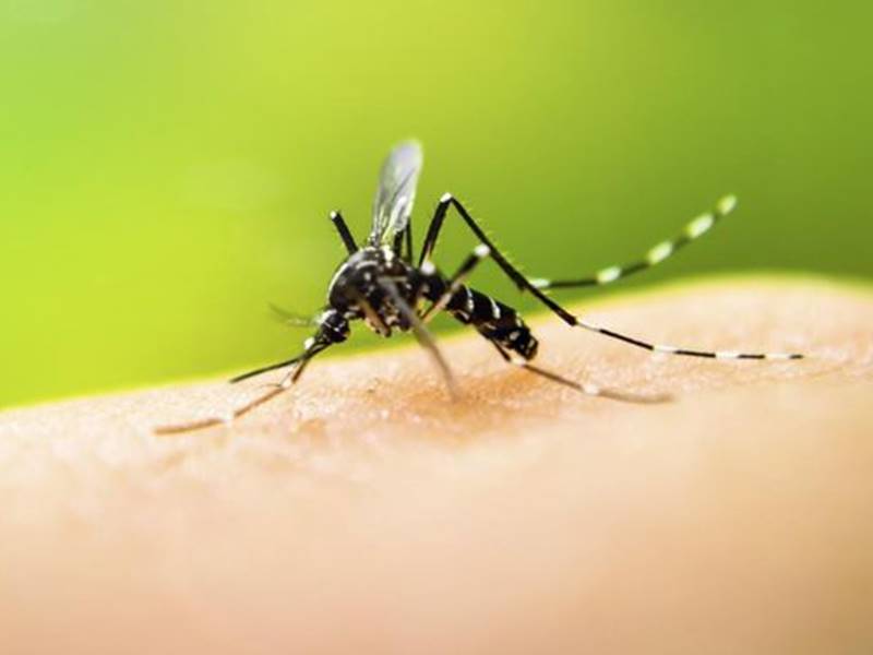 à¤¡à¥à¤à¤à¥, à¤à¤¿à¤à¤¨à¤à¥à¤¨à¤¿à¤¯à¤¾ à¤ªà¤° à¤²à¤à¤¾à¤à¤à¤¾ à¤²à¤à¤¾à¤®, à¤®à¤¾à¤¦à¤¾ à¤à¤¡à¥à¤ à¤à¥ à¤¨à¤¿à¤¯à¤à¤¤à¥à¤°à¤¿à¤¤ à¤à¤°à¤¨à¥ à¤à¤¾ à¤µà¥à¤à¥à¤à¤¾à¤¨à¤¿à¤à¥à¤ à¤¨à¥ à¤¨à¤¿à¤à¤¾à¤²à¤¾ à¤¤à¤°à¥à¤à¤¾