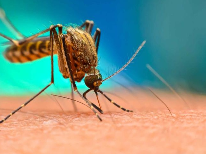 Dengue Outbreak In Bhopal : डेंगू ने भी तोड़ा रिकॉर्ड, एक महीने में अब तक सबसे ज्यादा 380 मरीज