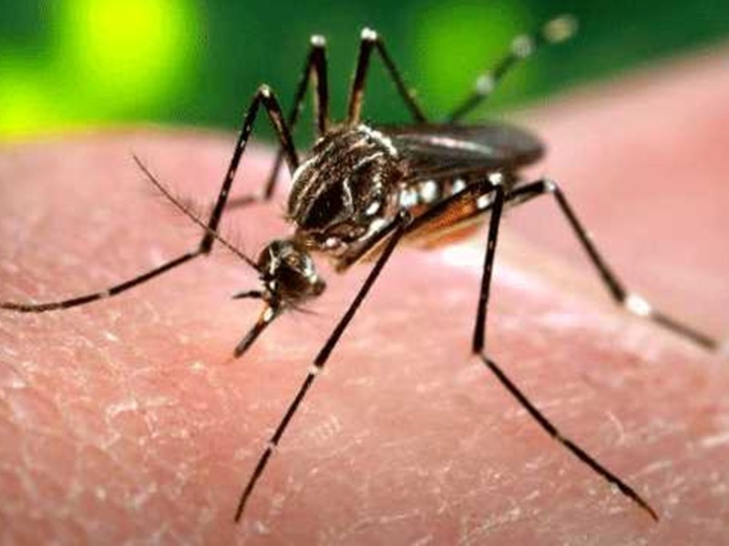 डेंगू की रोकथाम करने वालों को यही पता नहीं भोपाल में डेंगू का कौन सा वायरस