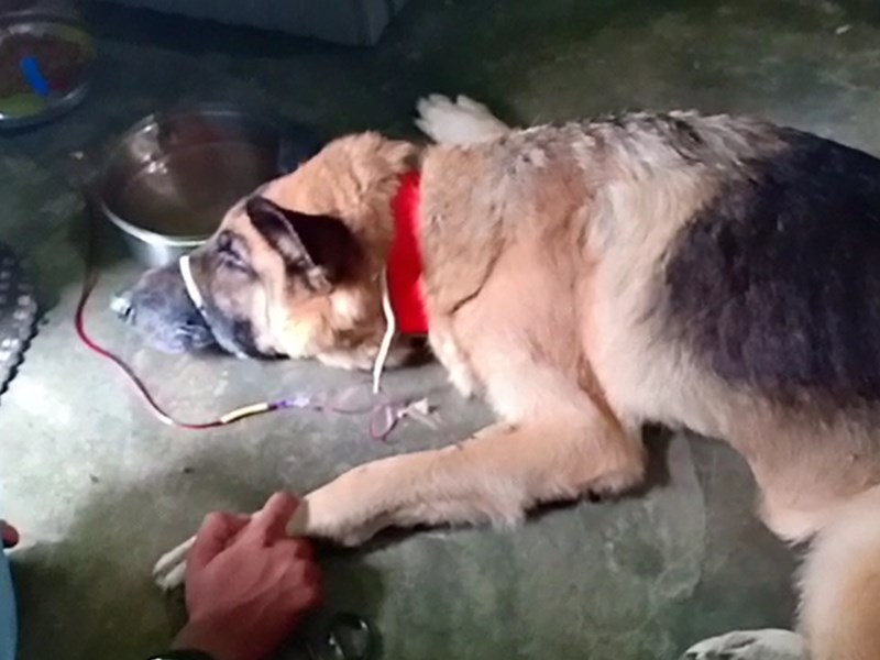 Dog Donate Blood : à¤¨à¤°à¤¸à¤¿à¤à¤¹à¤ªà¥à¤° à¤®à¥à¤ à¤¡à¥à¤ à¤¨à¥ à¤¬à¥à¤²à¤¡ à¤¡à¥à¤¨à¥à¤¶à¤¨ à¤à¤° à¤¬à¤à¤¾à¤ à¤¦à¥à¤¸à¤°à¥ à¤¡à¥à¤ à¤à¥ à¤à¤¾à¤¨