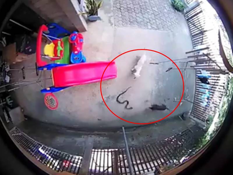 Video: à¤à¤° à¤®à¥à¤ à¤à¥à¤¸à¥ à¤à¥à¤¬à¤°à¤¾ à¤¸à¥ à¤­à¤¿à¤¡à¤¼à¤¾ à¤¡à¥à¤à¥, à¤à¥à¤¦ à¤à¥ à¤à¤¾à¤¨ à¤¦à¥à¤à¤° à¤¬à¤à¤¾à¤¯à¤¾ à¤¬à¤à¥à¤à¥ à¤à¥, à¤à¤à¤¨à¤¾ CCTV à¤®à¥à¤ à¤à¥à¤¦