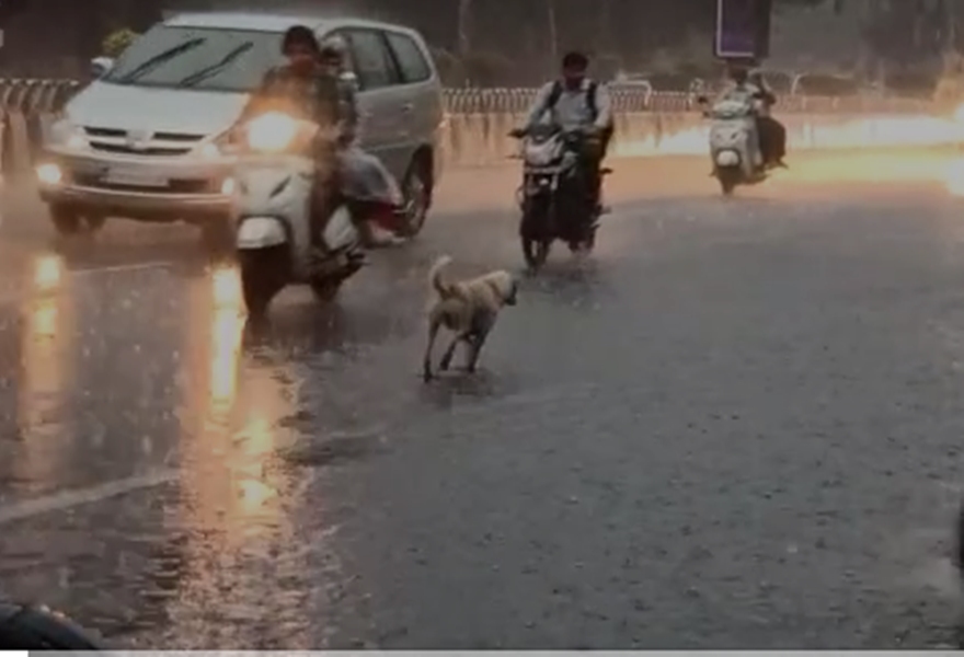 Rain in Madhya Pradesh : इंदौर में धूप के बाद जोरदार बारिश, सड़कों पर बह निकला पानी, देखें वीडियो