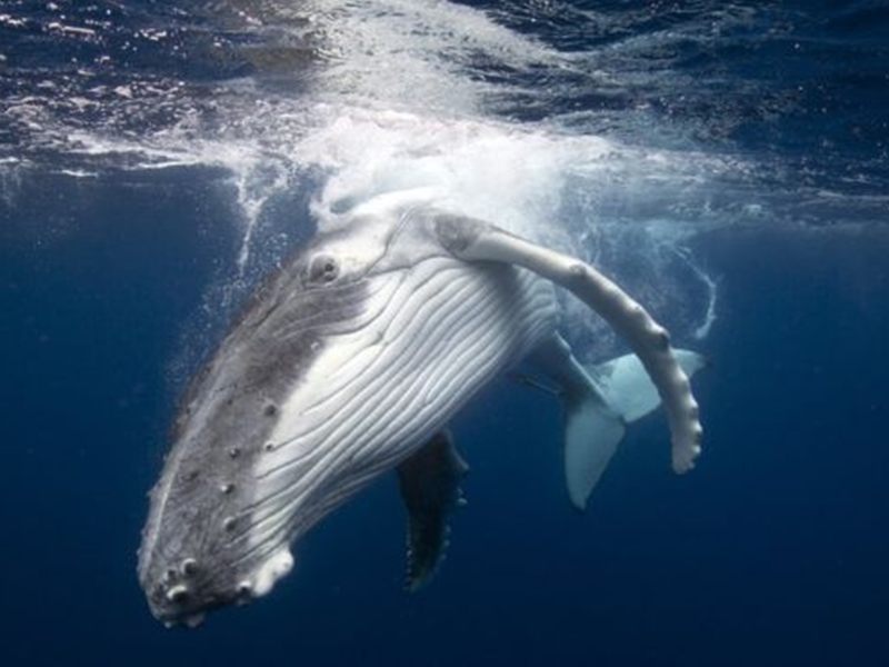 à¤µà¥à¤¹à¥à¤² à¤à¤¾ à¤¶à¤¿à¤à¤¾à¤° à¤¶à¥à¤°à¥ à¤à¤°à¤¨à¥ à¤à¥ à¤²à¤¿à¤ IWC à¤¸à¥ à¤¹à¤à¤¾ à¤à¤¾à¤ªà¤¾à¤¨