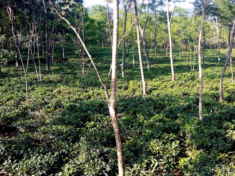 Chhattisgarh News :  à¤à¤¶à¤ªà¥à¤°à¤¿à¤¹à¤¾ à¤à¤¾à¤¯ à¤à¥ à¤à¥à¤¶à¥à¤¬à¥ à¤¸à¥ à¤à¤¤à¥à¤¤à¥à¤¸à¤à¥ à¤à¥ à¤®à¤¿à¤² à¤°à¤¹à¥ à¤¨à¤ à¤ªà¤¹à¤à¤¾à¤¨