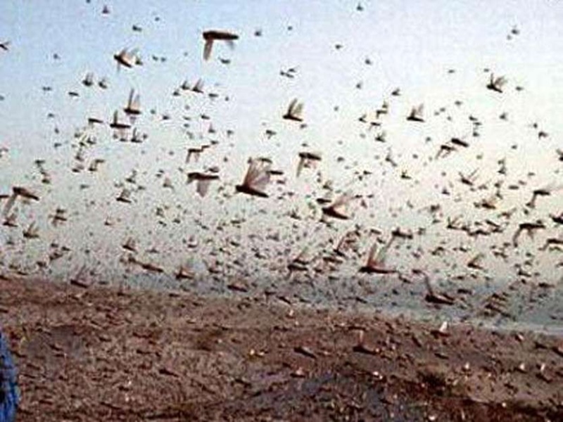 Locust attack by Pakistan in Rajasthan