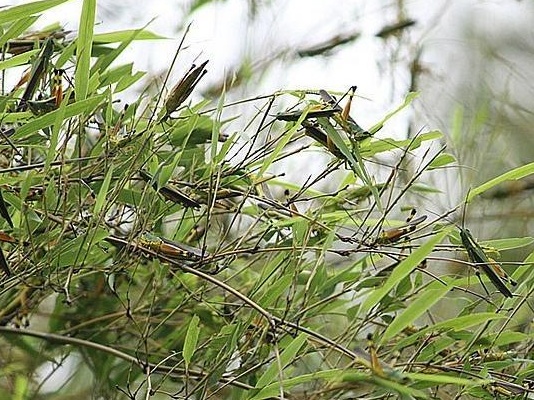 Locust attack on crops in Chambal zone Farmer disturbs