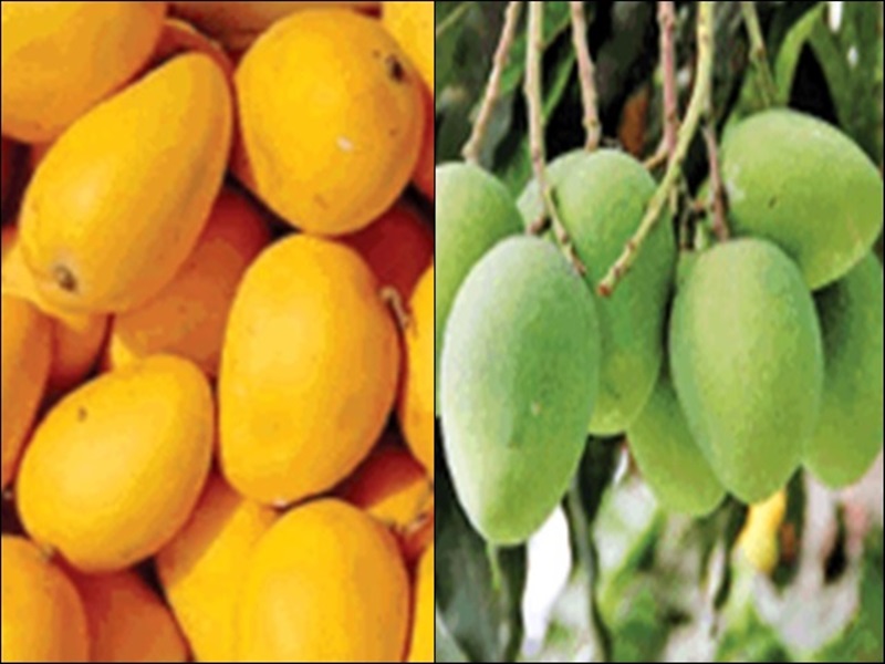 swarnprabha aam