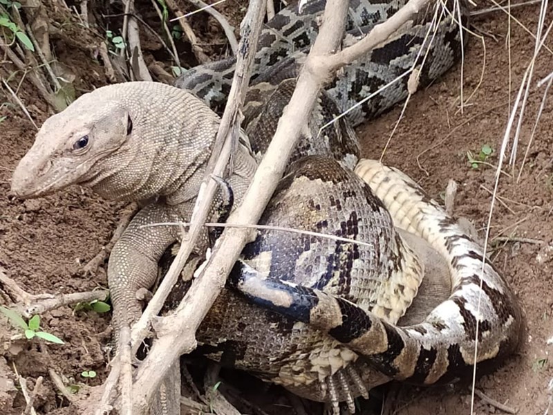 Fight between Monitor lizard and Python