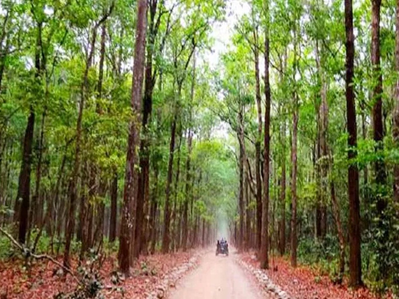 Chhattisgarh Forest : छत्तीसगढ़ देश का तीसरा हरा-भरा राज्य, 44 फीसद धरती पर छाए हैं वन
