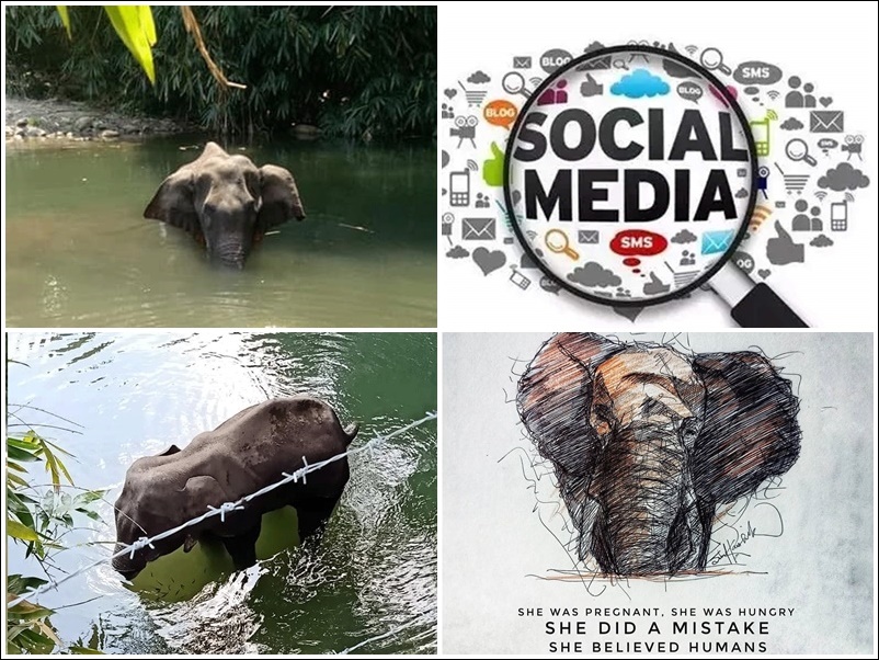 Elephant Death in Kerala : गर्भवती हथिनी से हुई बर्बरता पर भड़के Ratan Tata, लिखी यह बात