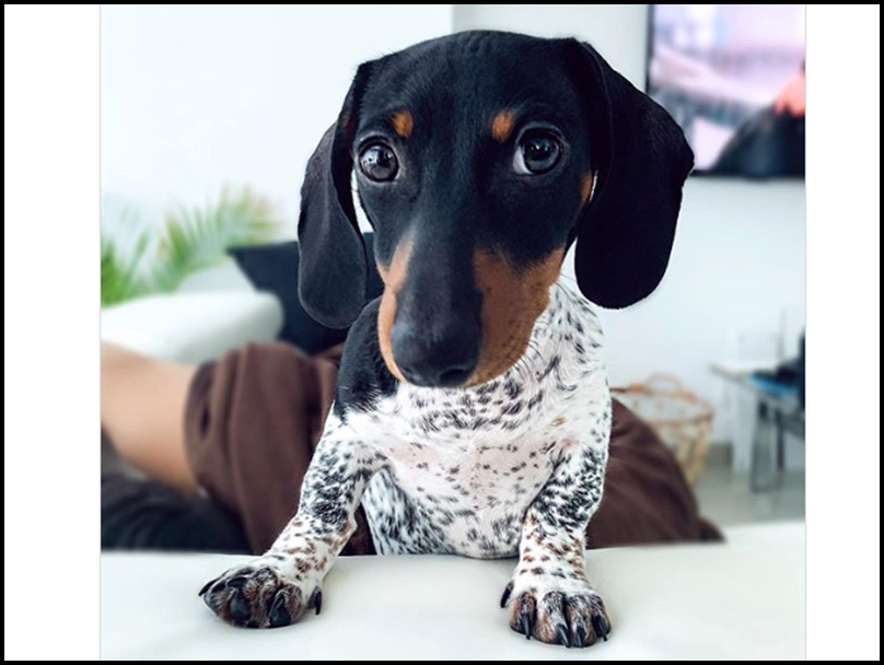 अपने लुक की वजह से यह डॉगी है बेहद अनोखा, इंस्टाग्राम पर हैं 21 हजार से ज्यादा फॉलोअर्स