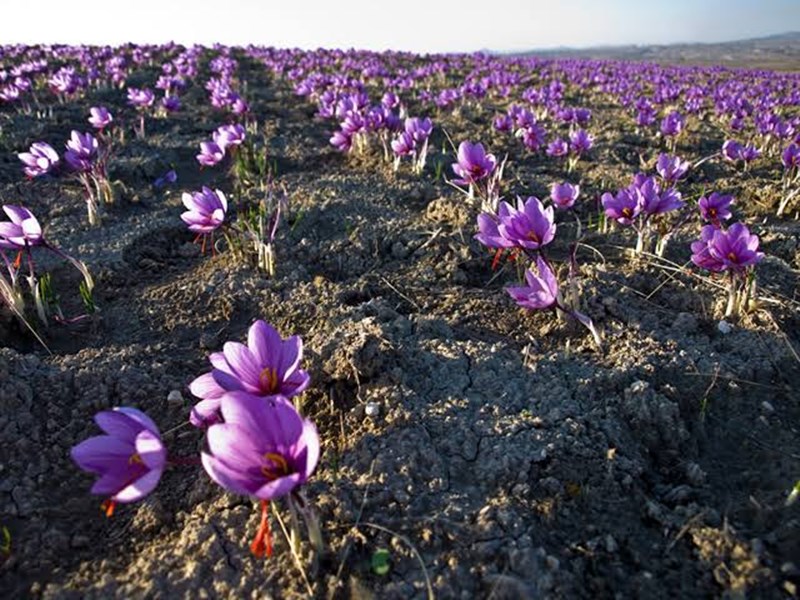 Saffron Crop in Agra Agra Farmer grows saffron crop which sold at over