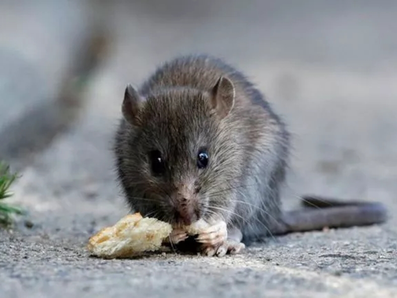 Hantavirus : हंता वायरस से चीन में दहशत, जानिए क्या है यह और कैसे फैलता है