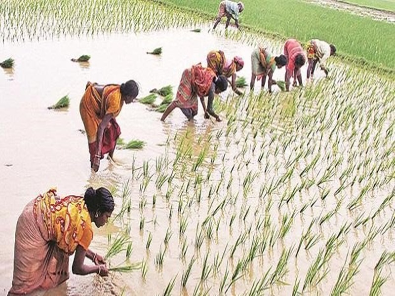 Paddy Crop in Chhattisgarh : à¤§à¤¾à¤¨ à¤à¥ à¤à¤à¥à¤°à¥ à¤®à¥à¤ à¤à¥à¤¶à¤¬à¥ à¤¬à¤¿à¤à¥à¤° à¤°à¤¹à¥à¤ 48 à¤µà¤¿à¤²à¥à¤ªà¥à¤¤ à¤ªà¥à¤°à¤à¤¾à¤¤à¤¿à¤¯à¤¾à¤