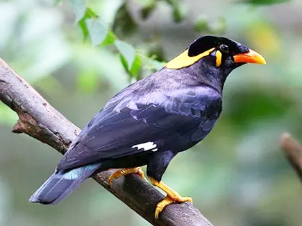 Chhattisgarh state bird PAHADI MAINA are getting extinct