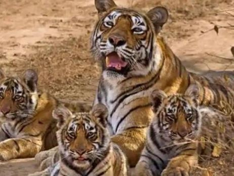 VIDEO à¤à¤à¤¤à¤°à¤°à¤¾à¤·à¥à¤à¥à¤°à¥à¤¯ à¤¬à¤¾à¤ à¤¦à¤¿à¤µà¤¸ 2019  : à¤¸à¥à¤ªà¤° à¤®à¥à¤® 'à¤à¥à¤²à¤°à¤µà¤¾à¤²à¥' à¤¬à¤¾à¤à¤¿à¤¨ à¤ªà¤° à¤¦à¥à¤¨à¤¿à¤¯à¤¾ à¤à¥ à¤¨à¤¿à¤à¤¾à¤¹à¥à¤