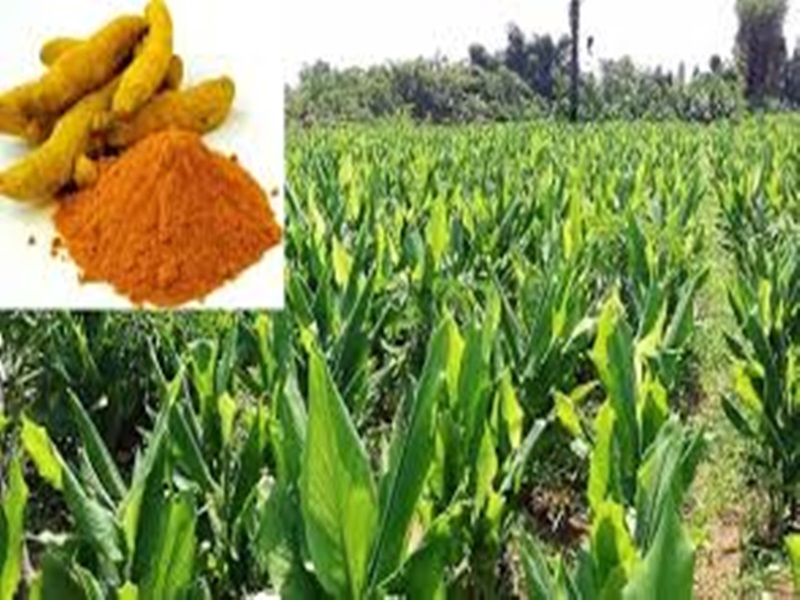 Turmeric Crop : à¤à¥à¤·à¤¿ à¤µà¥à¤à¥à¤à¤¾à¤¨à¤¿à¤à¥à¤ à¤¨à¥ à¤¤à¥à¤¯à¤¾à¤° à¤à¥ à¤¹à¤²à¥à¤¦à¥ à¤à¥ à¤¨à¤ à¤à¤¿à¤¸à¥à¤®, à¤¯à¥ à¤¹à¥ à¤à¤¾à¤¸à¤¿à¤¯à¤¤