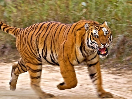 शहडà¥à¤² à¤à¤¿à¤²à¥ मà¥à¤ मवà¥à¤¶à¥ à¤à¤°à¤¾à¤¨à¥ à¤à¤ à¤à¥à¤°à¤¾à¤®à¥à¤£ à¤à¤¾ बाठनॠà¤à¤¿à¤¯à¤¾ शिà¤à¤¾à¤°